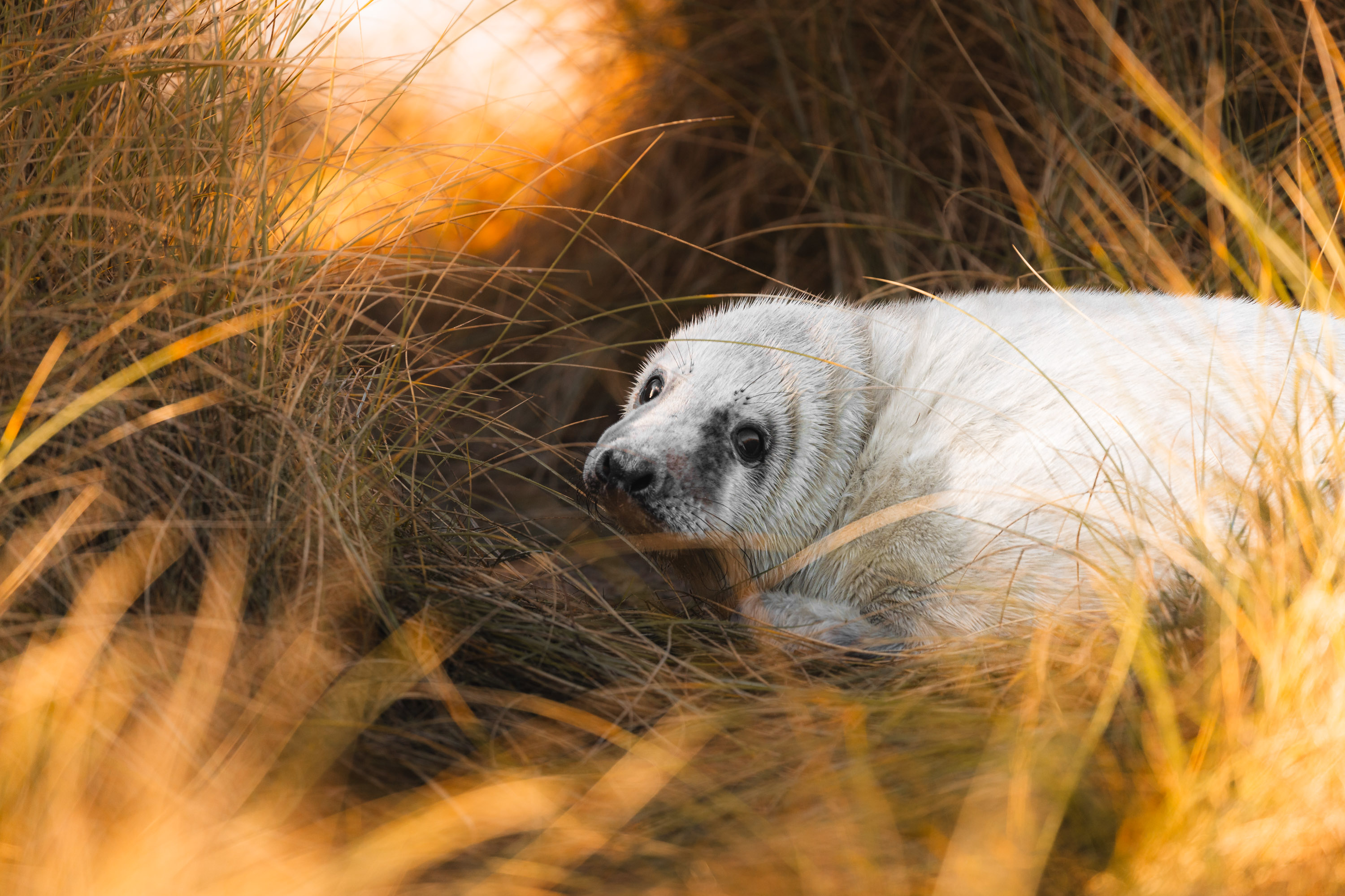 Seal pup portrait golden hour